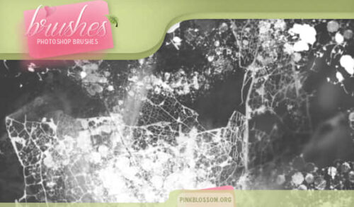 腐烂的枯叶状态下的树叶纤维纹理PS叶子笔刷-玩吧资源站