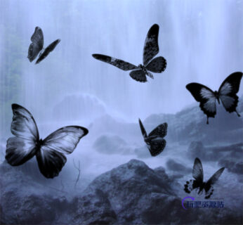 蝴蝶剪影ps笔刷-玩吧资源站