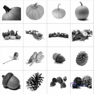 松果、南瓜、坚果等食物素材PS笔刷素材-玩吧资源站