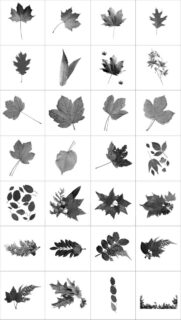 树叶、枫叶、梧桐叶子素材PS笔刷免费下载-玩吧资源站