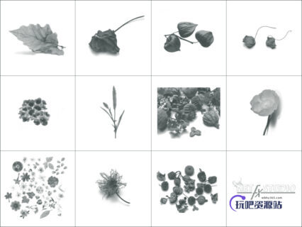 11种高清分辨率的植物叶子、花朵、嫩枝条等PS植物笔刷素材-玩吧资源站
