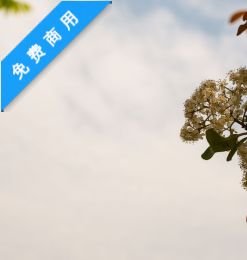 免费商用!春暖花开天空背景照片PS素材下载-玩吧资源站