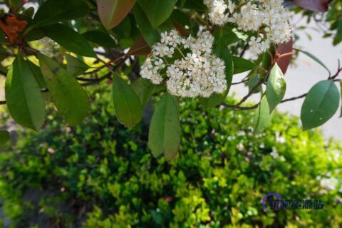 春叶、绿叶、春天鸟语花香背景PS图片素材（免费可商用）6240*4160超大分辨率-玩吧资源站