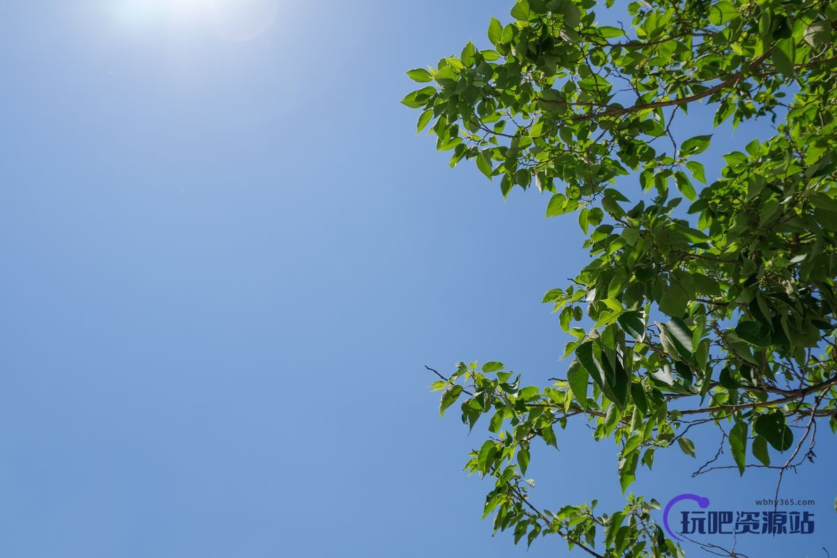 阳光下树荫背景PS笔刷素材（JPG格式，免费商用）6240X4160 像素