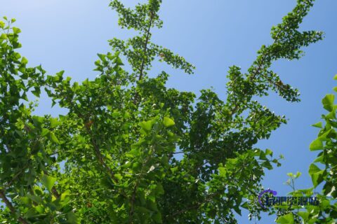 银杏树背景、银杏树树荫PS素材（6240X4160像素，免费商用）-玩吧资源站