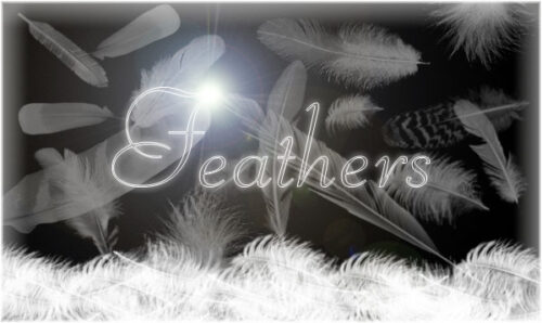 羽毛、鹅毛、纯洁羽毛PS装饰笔刷-玩吧资源站