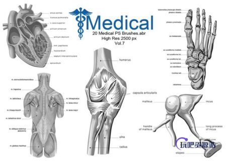器官笔刷-玩吧资源站