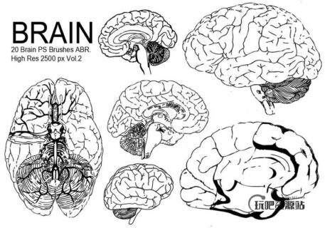 大脑笔刷-玩吧资源站