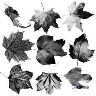 秋天的树叶、落叶、枫叶图像PS笔刷素材-玩吧资源站