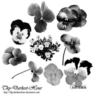 漂亮的三色堇鲜花花朵图案PS笔刷下载-玩吧资源站