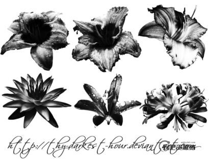 梦幻玫瑰茄花朵、漂亮的鲜花图案PS笔刷下载-玩吧资源站