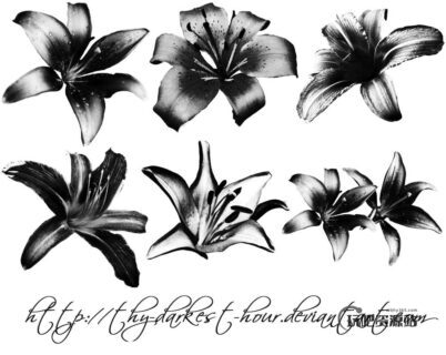 百合花花朵图案ps笔刷下载-玩吧资源站