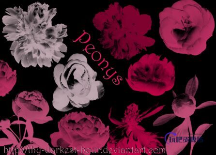 鲜花花朵、花束图形Photoshop笔刷素材下载-玩吧资源站