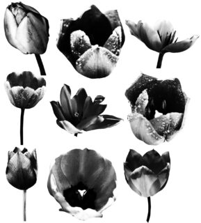 盛开的荷花、充满水珠的荷花PS笔刷下载-玩吧资源站