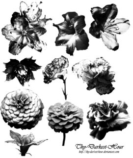 百日菊等盛开的鲜花花朵图案PS笔刷-玩吧资源站