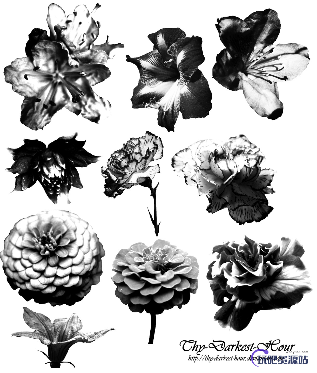 百日菊等盛开的鲜花花朵图案PS笔刷