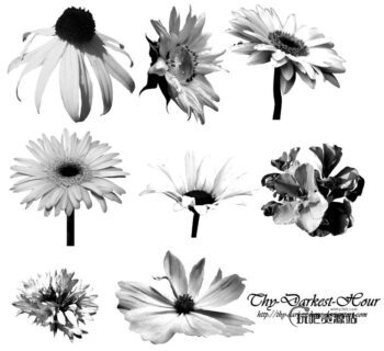 盛开的向日葵花朵、向日葵花束PS笔刷下载-玩吧资源站