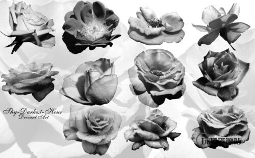 盛开的真实鲜花花朵图案PS笔刷下载-玩吧资源站