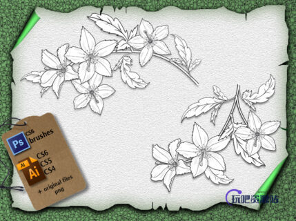 铁线莲花朵图案、素描式花朵PS笔刷下载（Ai文件下载）-玩吧资源站
