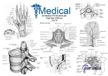 20个人体医学解剖图形PS高清笔刷素材下载 #.1-玩吧资源站