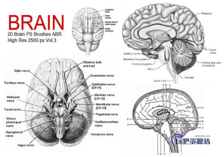 20种人体大脑、大脑解剖图PS医学笔刷下载-玩吧资源站