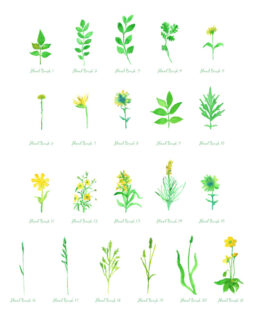 水彩、水粉、水墨画式植物图案、小草绿叶PS笔刷下载-玩吧资源站