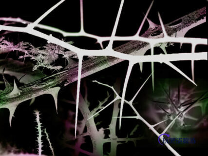 荆棘植物PS笔刷素材下载-玩吧资源站