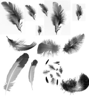 真实的羽毛、鸟毛PS笔刷素材下载-玩吧资源站