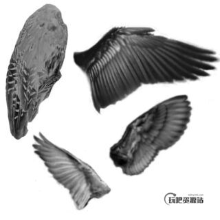 真实的羽毛翅膀PS笔刷下载-玩吧资源站