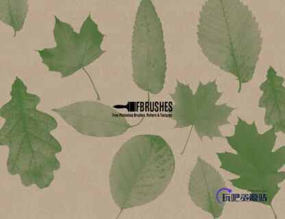 真实的树叶、叶子、绿叶PS笔刷下载-玩吧资源站