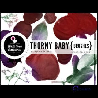 真实的鲜花花瓣、玫瑰花花瓣PS笔刷下载-玩吧资源站