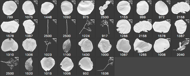 真实的鲜花花瓣、玫瑰花花瓣PS笔刷下载