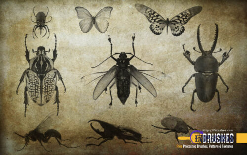 昆虫、蝴蝶Photoshop笔刷下载-玩吧资源站