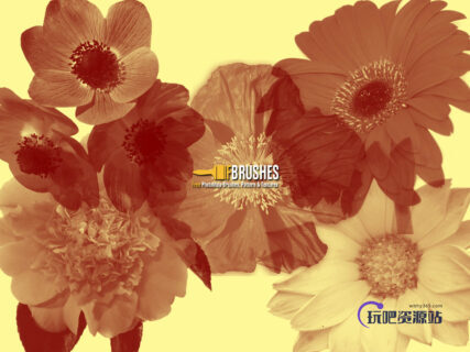 真实鲜花花朵PS笔刷素材-玩吧资源站