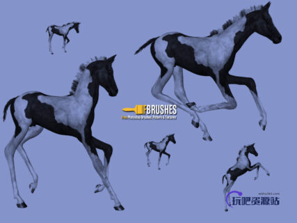 小马驹、马匹PS笔刷下载-玩吧资源站