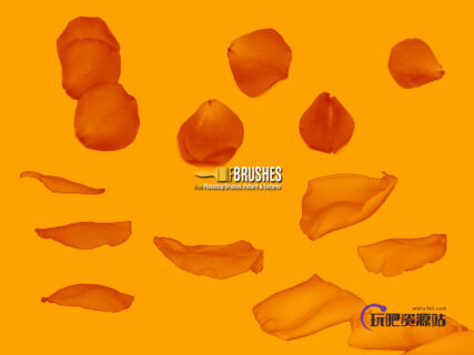 真实的玫瑰花花瓣PS笔刷下载-玩吧资源站