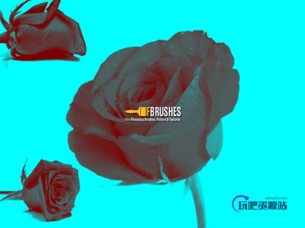 真实的玫瑰花鲜花Photoshop花朵笔刷-玩吧资源站