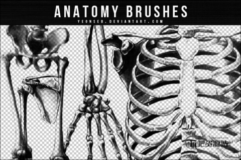 人体骷髅骨头、肋骨、胸骨PS笔刷下载-玩吧资源站