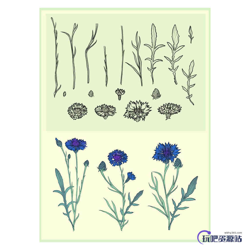 手绘矢车菊花纹图案PS笔刷下载