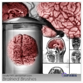 真实的大脑皮层Photoshop笔刷素材-玩吧资源站