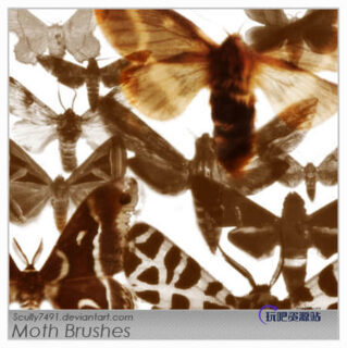 飞蛾昆虫PS笔刷素材-玩吧资源站