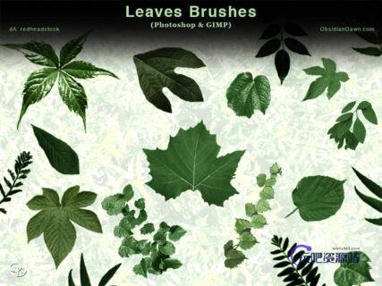 各种绿叶PS笔刷素材下载-玩吧资源站