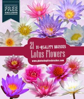 21种高分辨率莲花、雪莲、睡莲Photoshop鲜花花朵笔刷-玩吧资源站