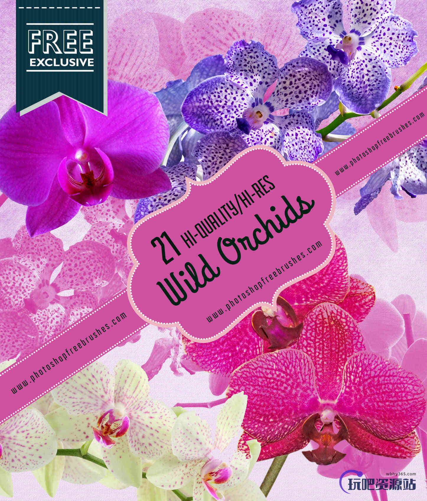 21种漂亮的兰花真实花朵Photoshop鲜花笔刷