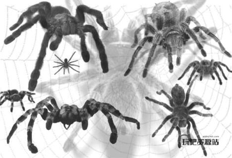 真实蜘蛛PS笔刷-玩吧资源站