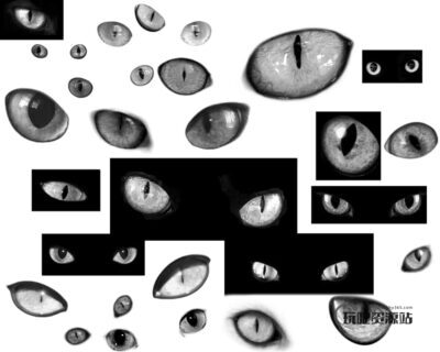 真实猫眼睛PS笔刷素材-玩吧资源站