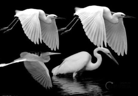 真实的白鹭Photoshop鸟类笔刷-玩吧资源站