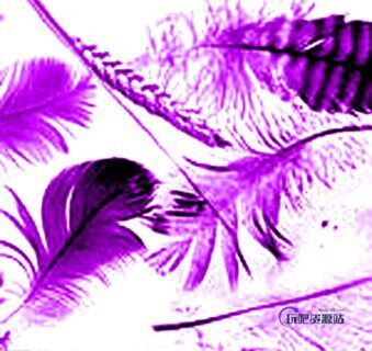 多款真实羽毛、鸟毛PS笔刷素材-玩吧资源站