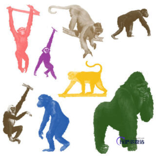 大猩猩、狒狒等猿猴类PS笔刷素材-玩吧资源站