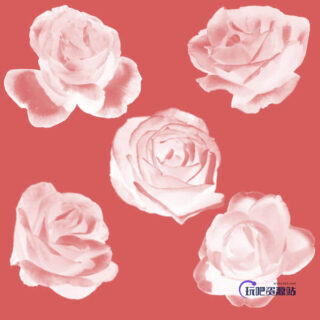 娇艳的玫瑰花朵、鲜花花朵Photoshop笔刷素材-玩吧资源站